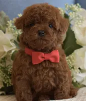 Apollo , a male Poodle - Toy  for sale in Temecula, CA – Photo 2 of 5