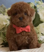 Apollo , a male Poodle - Toy  for sale in Temecula, CA – Photo 1 of 5