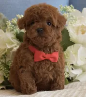 Apollo , a male Poodle - Toy  for sale in Temecula, CA – Photo 5 of 5