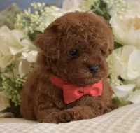 Apollo , a male Poodle - Toy  for sale in Temecula, CA – Photo 4 of 5