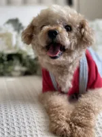 Louie , a male Poodle - Toy  for sale in Temecula, CA – 3 of 7