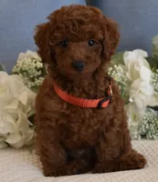 Winston , a male Poodle - Toy  for sale in Temecula, CA – 2 of 5