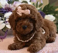 Mia, a female Poodle - Toy  for sale in Temecula, CA – 5 of 5