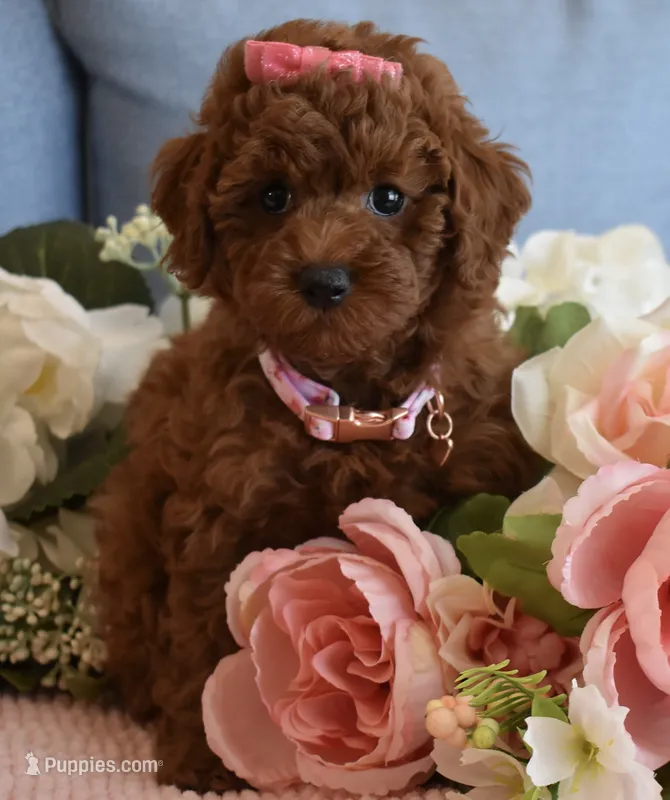 Harper  – Poodle - Toy  puppy for sale in Temecula, CA