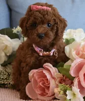 Harper , a female Poodle - Toy  for sale in Temecula, CA – 1 of 6