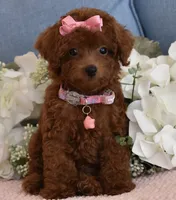 Coco, a female Poodle - Toy  for sale in Temecula, CA – 5 of 6