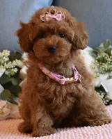 Tweenie , a female Poodle - Toy  for sale in Temecula, CA – 5 of 6