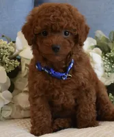 Sebastian , a male Poodle - Toy  for sale in Temecula, CA – 4 of 5