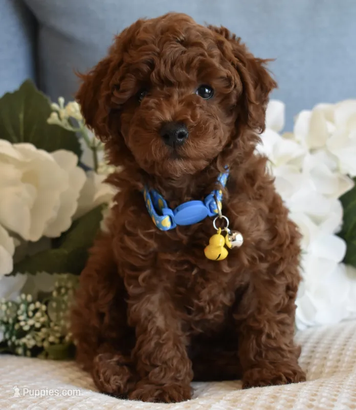 Chester  – Poodle - Toy  puppy for sale in Temecula, CA