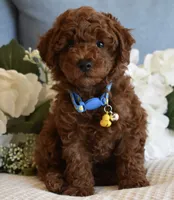 Chester , a male Poodle - Toy  for sale in Temecula, CA – 1 of 5