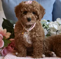 Hula , a female Poodle - Toy  for sale in Temecula, CA – 3 of 5