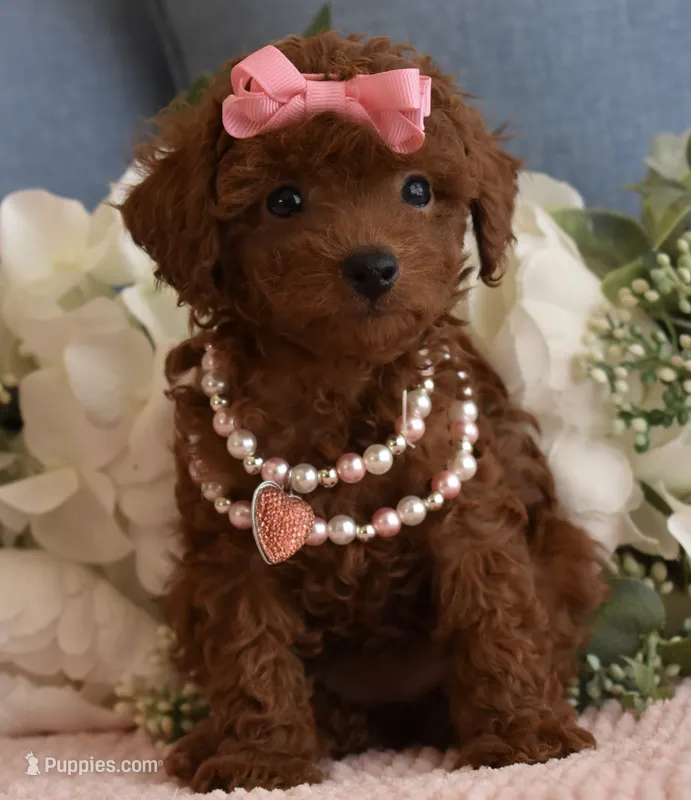 Teenie – Poodle - Toy  puppy for sale in Temecula, CA