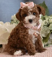 Bindy , a female Poodle - Toy  for sale in Temecula, CA – 3 of 6
