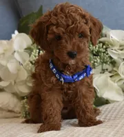 Banjo , a female Poodle - Toy  for sale in Temecula, CA – 5 of 5