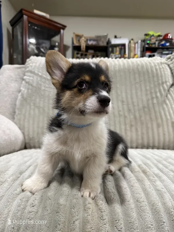 Stinker – Pembroke Welsh Corgi puppy for sale in Amarillo, TX