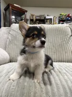 Stinker, a male Pembroke Welsh Corgi for sale in Amarillo, TX – 1 of 4