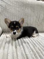 Stinker, a male Pembroke Welsh Corgi for sale in Amarillo, TX – 4 of 4