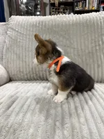 Panda , a male Pembroke Welsh Corgi for sale in Amarillo, TX – 2 of 2