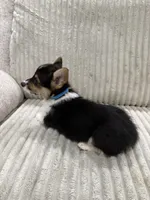 Stinker, a male Pembroke Welsh Corgi for sale in Amarillo, TX – 2 of 4