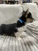 Stinker, a male Pembroke Welsh Corgi for sale in Amarillo, TX – 3 of 4