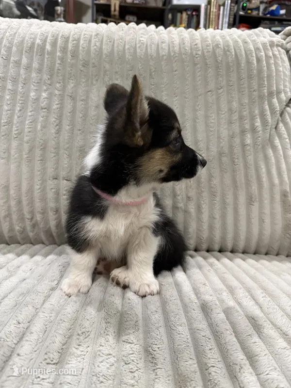 Lovebug – Pembroke Welsh Corgi puppy for sale in Amarillo, TX