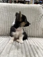 Lovebug, a female Pembroke Welsh Corgi for sale in Amarillo, TX – 1 of 3