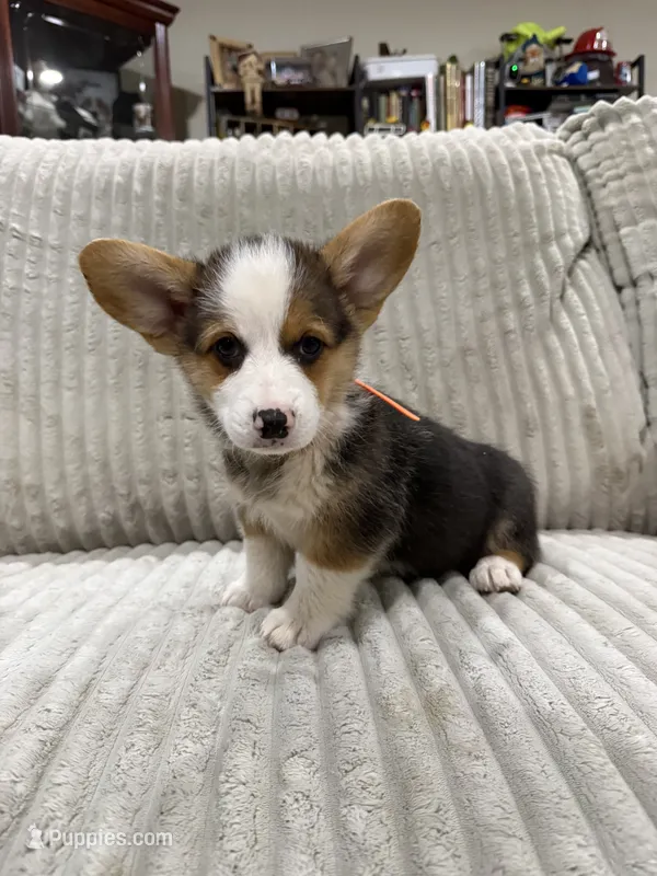Panda  – Pembroke Welsh Corgi puppy for sale in Amarillo, TX