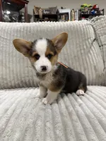 Panda , a male Pembroke Welsh Corgi for sale in Amarillo, TX – 1 of 2