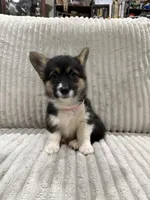 Lovebug, a female Pembroke Welsh Corgi for sale in Amarillo, TX – 3 of 3