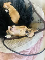 Harley, a female Chihuahua for sale in Oklahoma City, OK – Photo 7 of 7