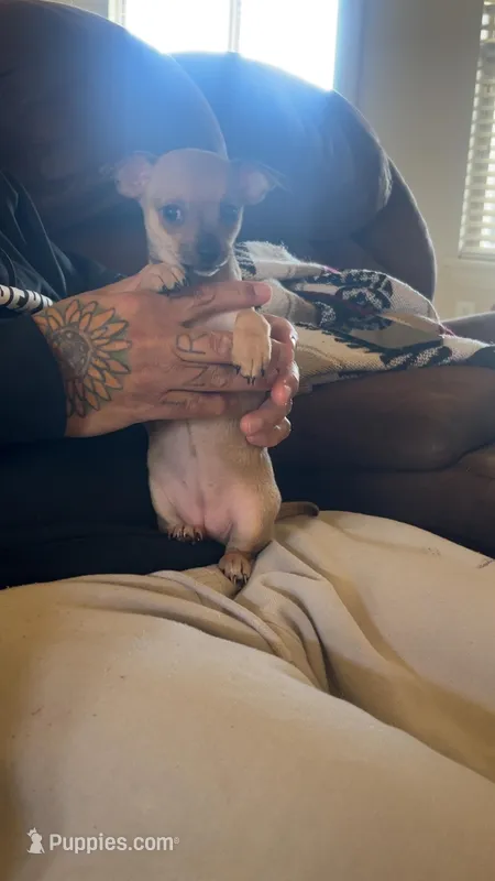 Harley – Chihuahua puppy for sale in Oklahoma City, OK