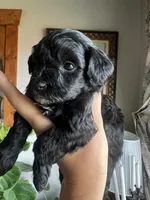Mini Goldendoodle “Larry”, a male Goldendoodle and Miniature Goldendoodle for sale in Kennett, MO – 3 of 9