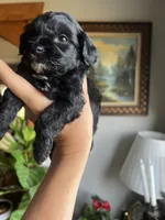Mini Goldendoodle “Larry”, a male Goldendoodle and Miniature Goldendoodle for sale in Kennett, MO – 7 of 9