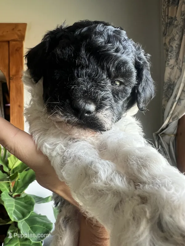 Mini Goldendoodle “Curly”  – Goldendoodle, Miniature Goldendoodle puppy for sale in Kennett, MO