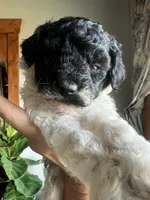 Mini Goldendoodle “Curly” , a male Goldendoodle and Miniature Goldendoodle for sale in Kennett, MO – 1 of 9
