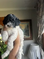 Mini Goldendoodle “Moe”, a male Goldendoodle and Miniature Goldendoodle for sale in Kennett, MO – 5 of 10