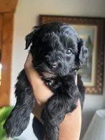 Mini Goldendoodle “Larry”, a male Goldendoodle and Miniature Goldendoodle for sale in Kennett, MO – 6 of 9