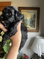 Mini Goldendoodle “Larry”, a male Goldendoodle and Miniature Goldendoodle for sale in Kennett, MO – 2 of 9