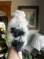 Mini Goldendoodle “Curly” , a male Goldendoodle and Miniature Goldendoodle for sale in Kennett, MO – 7 of 9