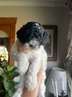 Mini Goldendoodle “Moe”, a male Goldendoodle and Miniature Goldendoodle for sale in Kennett, MO – 4 of 10