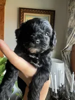 Mini Goldendoodle “Larry”, a male Goldendoodle and Miniature Goldendoodle for sale in Kennett, MO – 8 of 9
