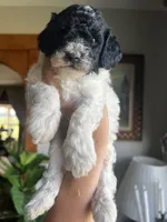 Mini Goldendoodle “Moe”, a male Goldendoodle and Miniature Goldendoodle for sale in Kennett, MO – 3 of 10