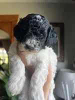 Mini Goldendoodle “Moe”, a male Goldendoodle and Miniature Goldendoodle for sale in Kennett, MO – 2 of 10