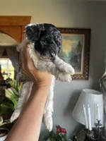 Mini Goldendoodle “Curly” , a male Goldendoodle and Miniature Goldendoodle for sale in Kennett, MO – 6 of 9