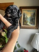 Mini Goldendoodle “Larry”, a male Goldendoodle and Miniature Goldendoodle for sale in Kennett, MO – 4 of 9