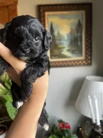 Mini Goldendoodle “Larry”, a male Goldendoodle and Miniature Goldendoodle for sale in Kennett, MO – 9 of 9