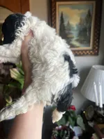 Mini Goldendoodle “Curly” , a male Goldendoodle and Miniature Goldendoodle for sale in Kennett, MO – 2 of 9