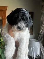 Mini Goldendoodle “Moe”, a male Goldendoodle and Miniature Goldendoodle for sale in Kennett, MO – 6 of 10