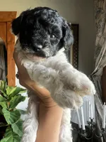 Mini Goldendoodle “Curly” , a male Goldendoodle and Miniature Goldendoodle for sale in Kennett, MO – 5 of 9
