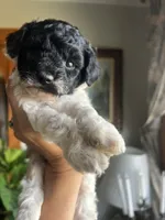Mini Goldendoodle “Curly” , a male Goldendoodle and Miniature Goldendoodle for sale in Kennett, MO – 8 of 9